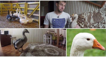 Jak chovat husy jako domácího mazlíčka v bytě a potíže